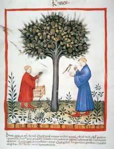Nova 2644 fol.19v Récolte de pommes de pin, Tacuinum Sanitatis - Italian School